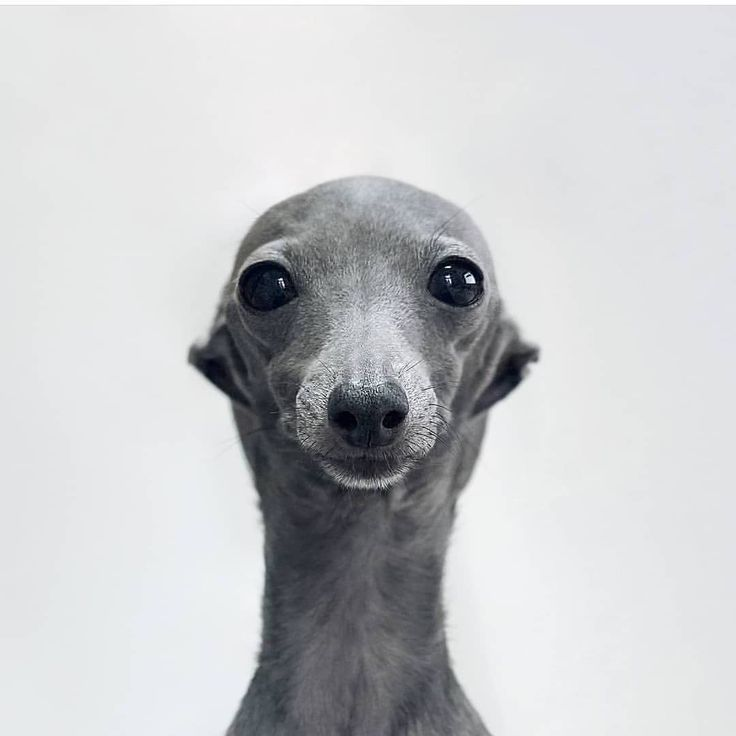 dawg